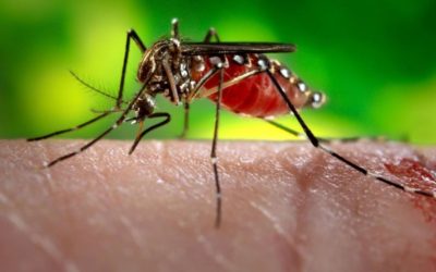 7 curiosidades sobre los mosquitos