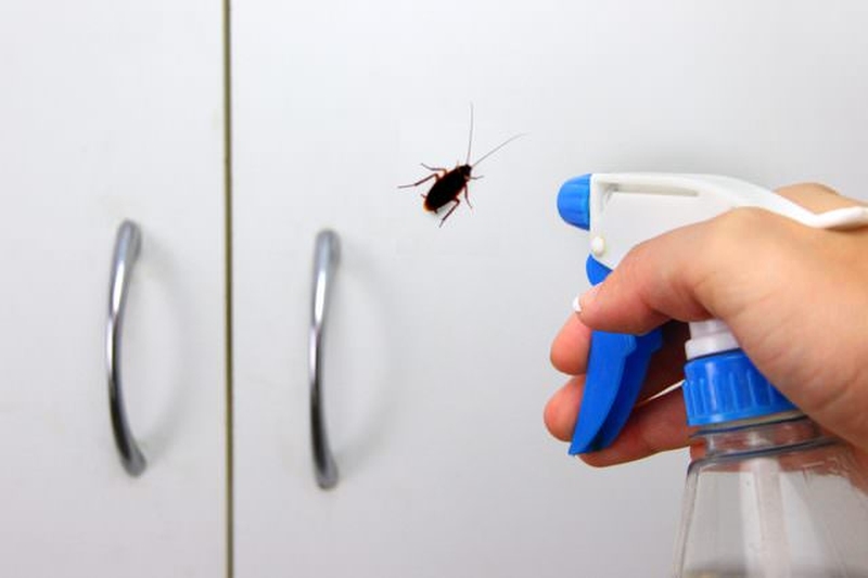 Cómo controlar una plaga de cucarachas en tu piso
