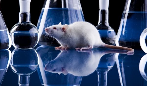 Nuevas técnicas para combatir y controlar las plagas de ratas y roedores
